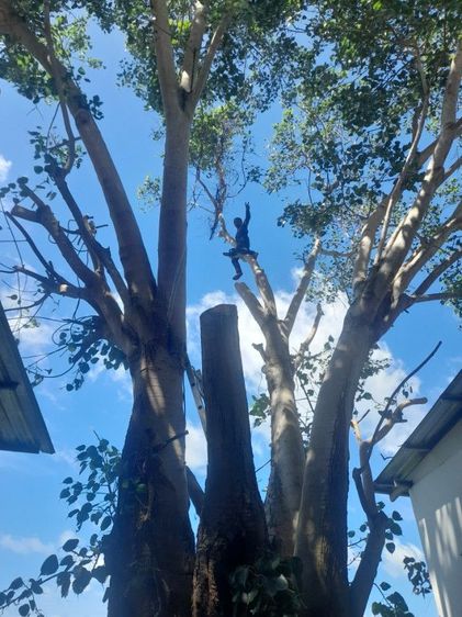 ตัดต้นโพธิ์ ต้นไทรใหญ่ ตัดทิ้ง ตัดแต่ง ขุดล้อมย้ายปลูกพร้อมทำพิธีก่อนตัด ย้าย รูปที่ 3