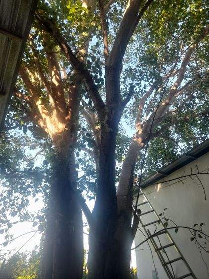 ตัดต้นโพธิ์ ต้นไทรใหญ่ ตัดทิ้ง ตัดแต่ง ขุดล้อมย้ายปลูกพร้อมทำพิธีก่อนตัด ย้าย รูปที่ 18