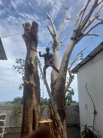 ตัดต้นโพธิ์ ต้นไทรใหญ่ ตัดทิ้ง ตัดแต่ง ขุดล้อมย้ายปลูกพร้อมทำพิธีก่อนตัด ย้าย รูปที่ 13