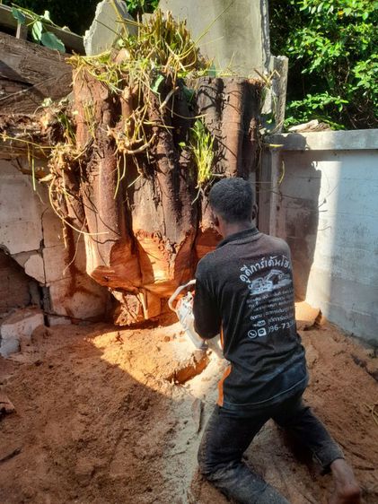 ตัดต้นโพธิ์ ต้นไทรใหญ่ ตัดทิ้ง ตัดแต่ง ขุดล้อมย้ายปลูกพร้อมทำพิธีก่อนตัด ย้าย รูปที่ 6