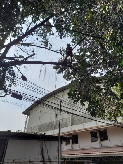 ตัดต้นโพธิ์ ต้นไทรใหญ่ ตัดทิ้ง ตัดแต่ง ขุดล้อมย้ายปลูกพร้อมทำพิธีก่อนตัด ย้าย รูปที่ 14