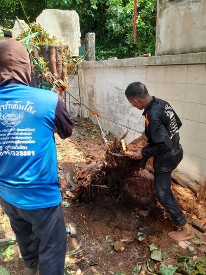 ตัดต้นโพธิ์ ต้นไทรใหญ่ ตัดทิ้ง ตัดแต่ง ขุดล้อมย้ายปลูกพร้อมทำพิธีก่อนตัด ย้าย