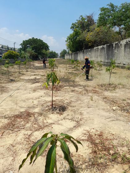 ปลูกต้นไม้ลดภาษีที่ดิน มะม่วง มะพร้าว มะนาว มะขาม กล้วย รูปที่ 12