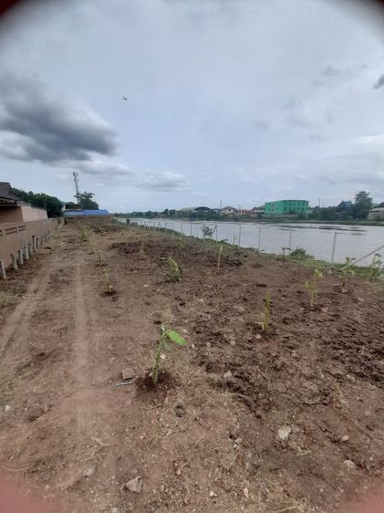 ปลูกต้นไม้ลดภาษีที่ดิน มะม่วง มะพร้าว มะนาว มะขาม กล้วย รูปที่ 6