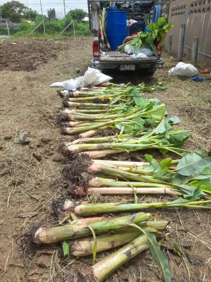 ปลูกต้นไม้ลดภาษีที่ดิน มะม่วง มะพร้าว มะนาว มะขาม กล้วย รูปที่ 2