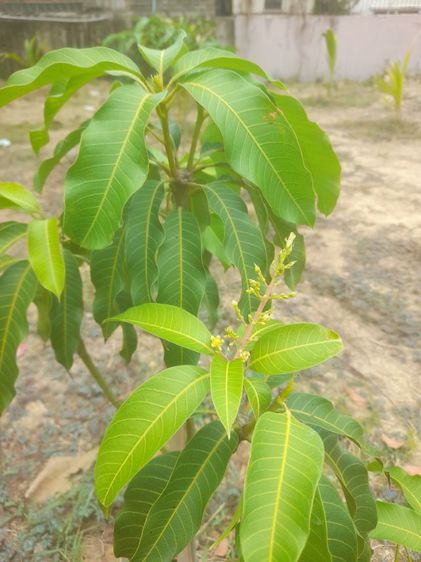 ปลูกต้นไม้ลดภาษีที่ดิน มะม่วง มะพร้าว มะนาว มะขาม กล้วย รูปที่ 14