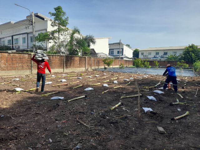 ปลูกต้นไม้ลดภาษีที่ดิน มะม่วง มะพร้าว มะนาว มะขาม กล้วย รูปที่ 7