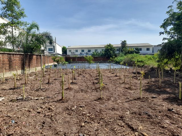 ปลูกต้นไม้ลดภาษีที่ดิน มะม่วง มะพร้าว มะนาว มะขาม กล้วย รูปที่ 10