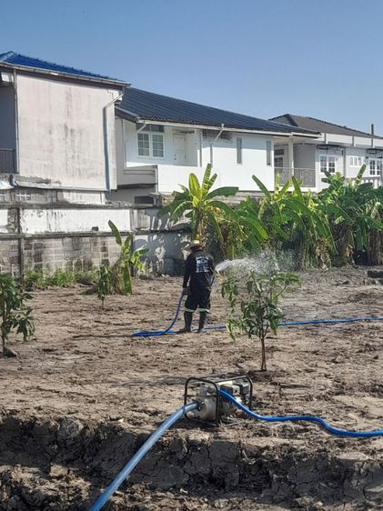 ปลูกต้นไม้ลดภาษีที่ดิน มะม่วง มะพร้าว มะนาว มะขาม กล้วย รูปที่ 16