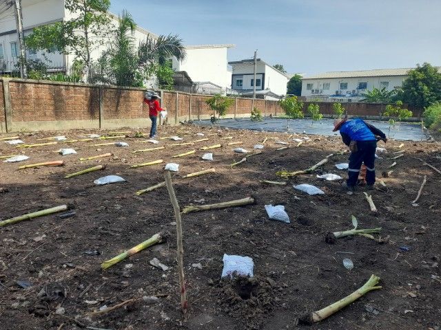 ปลูกต้นไม้ลดภาษีที่ดิน มะม่วง มะพร้าว มะนาว มะขาม กล้วย รูปที่ 5