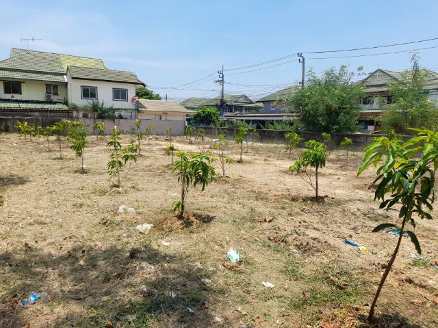 ปลูกต้นไม้ลดภาษีที่ดิน มะม่วง มะพร้าว มะนาว มะขาม กล้วย รูปที่ 11