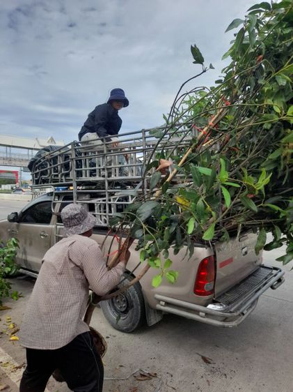 ปลูกต้นไม้ลดภาษีที่ดิน มะม่วง มะพร้าว มะนาว มะขาม กล้วย รูปที่ 8