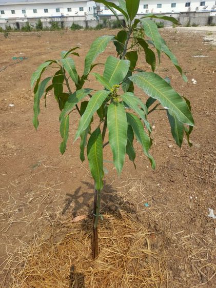 ปลูกต้นไม้ลดภาษีที่ดิน มะม่วง มะพร้าว มะนาว มะขาม กล้วย รูปที่ 17