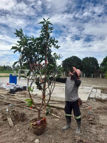 ปลูกต้นไม้ลดภาษีที่ดิน มะม่วง มะพร้าว มะนาว มะขาม กล้วย รูปที่ 4