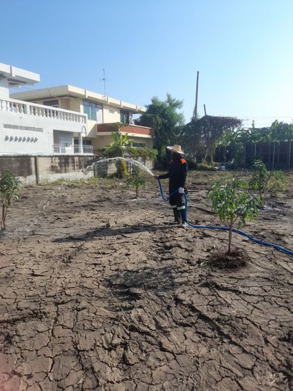 ปลูกต้นไม้ลดภาษีที่ดิน มะม่วง มะพร้าว มะนาว มะขาม กล้วย รูปที่ 18