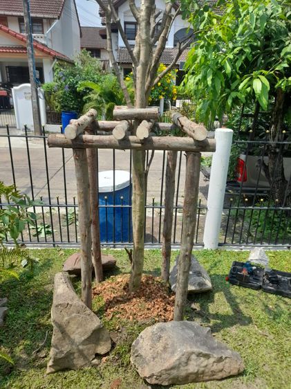 เปลี่ยนไม้ค้ำยันต้นไม้ รูปที่ 10