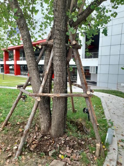 เปลี่ยนไม้ค้ำยันต้นไม้ รูปที่ 8