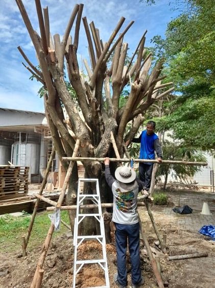 เปลี่ยนไม้ค้ำยันต้นไม้ รูปที่ 2