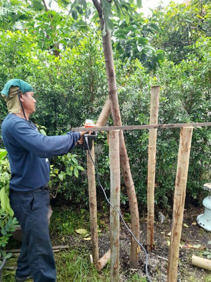 เปลี่ยนไม้ค้ำยันต้นไม้ รูปที่ 15