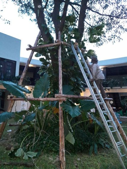 เปลี่ยนไม้ค้ำยันต้นไม้ รูปที่ 13