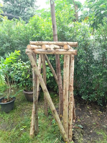 เปลี่ยนไม้ค้ำยันต้นไม้ รูปที่ 3