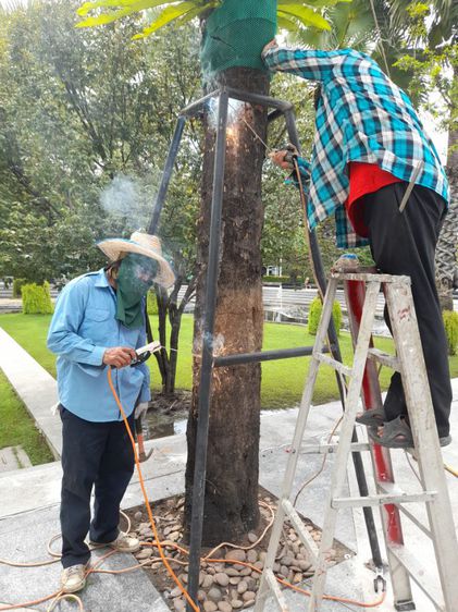 เปลี่ยนไม้ค้ำยันต้นไม้ รูปที่ 17