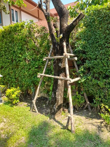 เปลี่ยนไม้ค้ำยันต้นไม้ รูปที่ 6