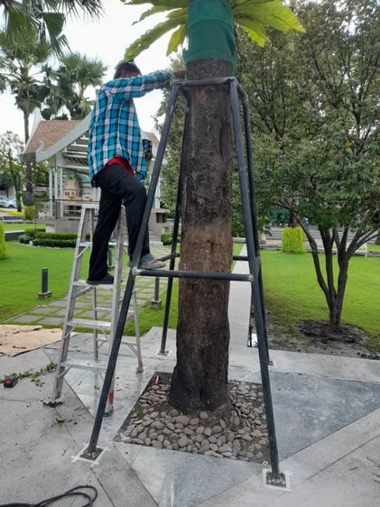 เปลี่ยนไม้ค้ำยันต้นไม้ รูปที่ 16