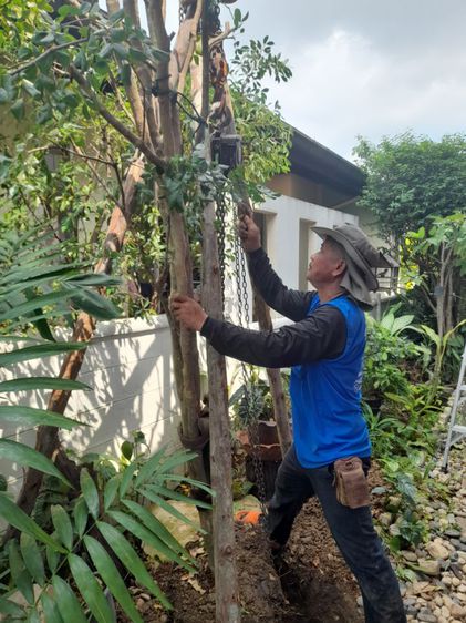 เปลี่ยนไม้ค้ำยันต้นไม้ รูปที่ 9
