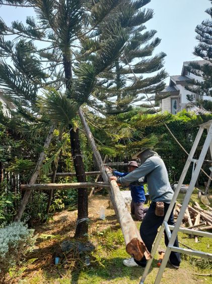 เปลี่ยนไม้ค้ำยันต้นไม้ รูปที่ 11