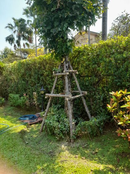 เปลี่ยนไม้ค้ำยันต้นไม้ รูปที่ 5