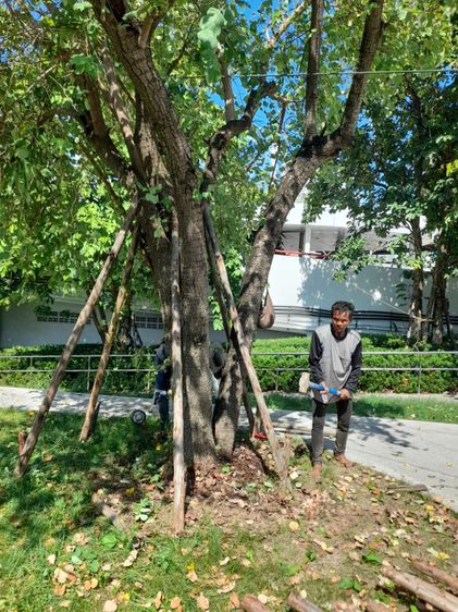 เปลี่ยนไม้ค้ำยันต้นไม้ รูปที่ 7