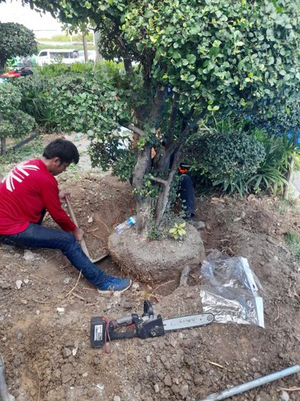 ขุดล้อมต้นไม้ทุกชนิด ขุดล้อมไม้ใหญ่  รูปที่ 10
