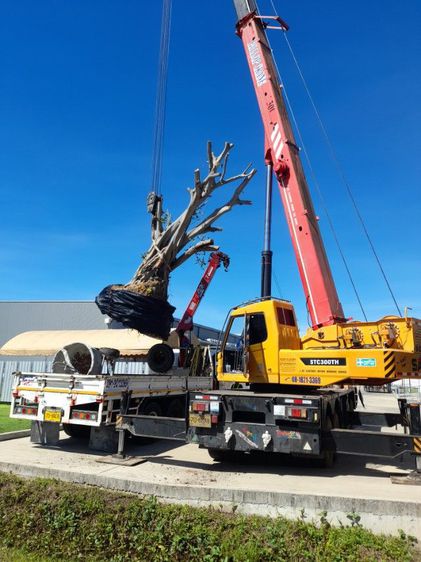 ขุดล้อมต้นไม้ทุกชนิด ขุดล้อมไม้ใหญ่  รูปที่ 6