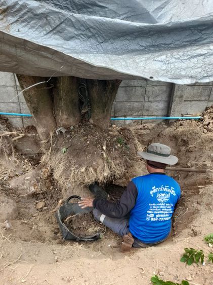 ขุดล้อมต้นไม้ทุกชนิด ขุดล้อมไม้ใหญ่  รูปที่ 18