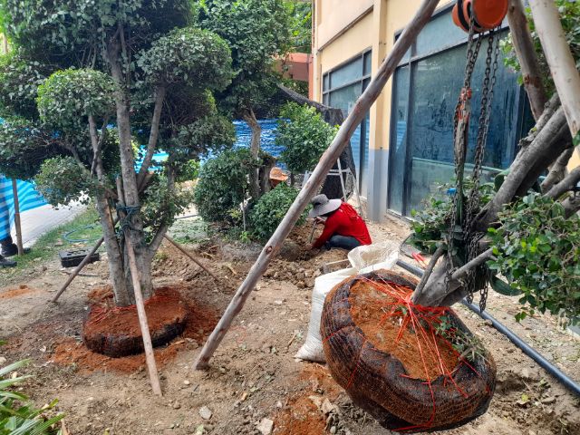 ขุดล้อมต้นไม้ทุกชนิด ขุดล้อมไม้ใหญ่  รูปที่ 9