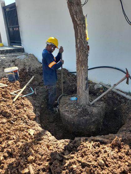 ขุดล้อมต้นไม้ทุกชนิด ขุดล้อมไม้ใหญ่  รูปที่ 15