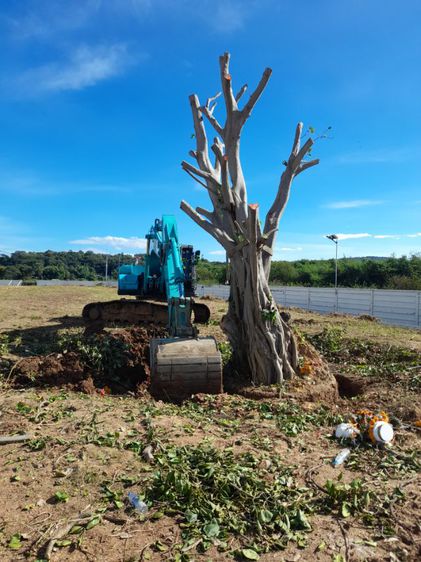 ขุดล้อมต้นไม้ทุกชนิด ขุดล้อมไม้ใหญ่  รูปที่ 17