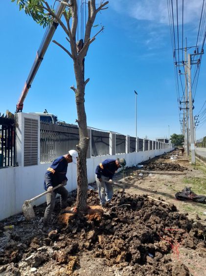 ขุดล้อมต้นไม้ทุกชนิด ขุดล้อมไม้ใหญ่  รูปที่ 13
