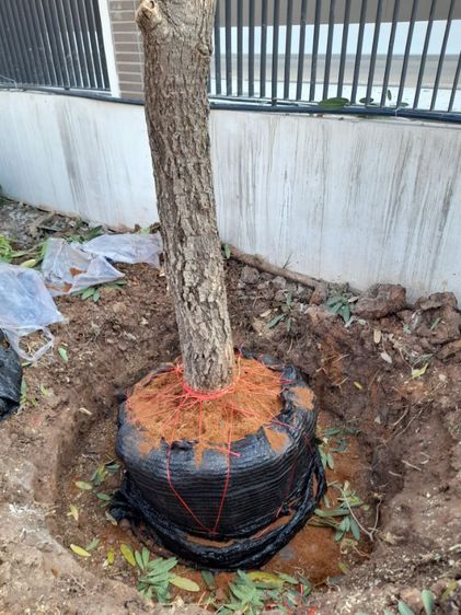 ขุดล้อมต้นไม้ทุกชนิด ขุดล้อมไม้ใหญ่  รูปที่ 14