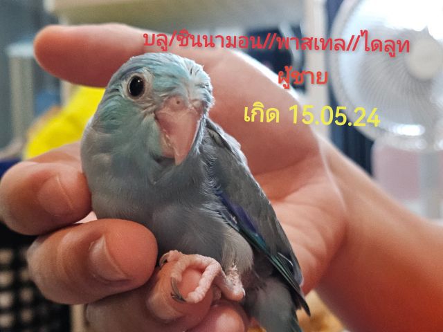 นกแก้วฟอพัส สีบลู สปลิทชินนามอน 1เดือน