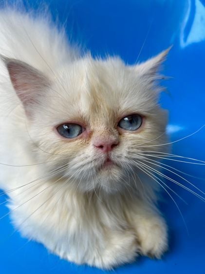 เปอร์เซีย (Persian) ลูกแมวหิมาลัยเรดพ้อยพันธุ์แท้ ตาฟ้า ดช🐱