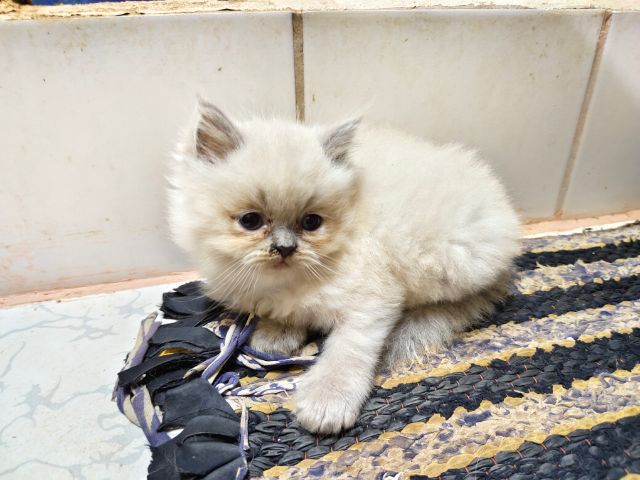 เปอร์เซีย (Persian) ขายลูกแมวเปอร์เซียราคาถูก