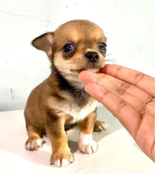 ชิวาวา (Chihuahua) เล็ก ชิวาวา(ชายยยย)