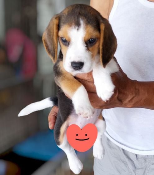 บีเกิล (Beagle) กลาง หมา