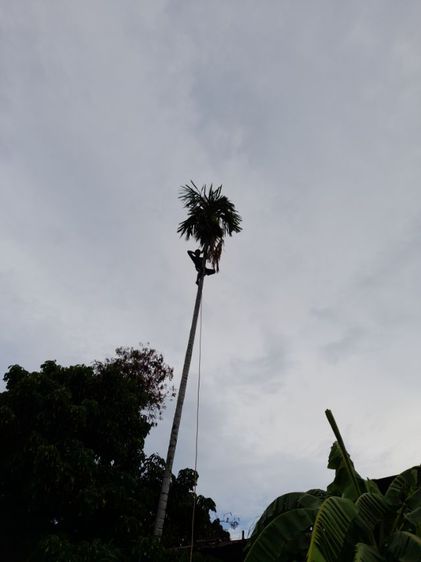 ช่างรับตัดต้นปาล์ม ขุดราก ขนทิ้ง  รูปที่ 14