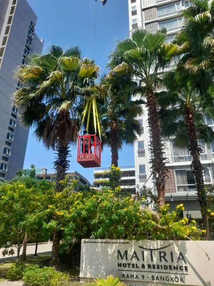 ช่างรับตัดต้นปาล์ม ขุดราก ขนทิ้ง  รูปที่ 4