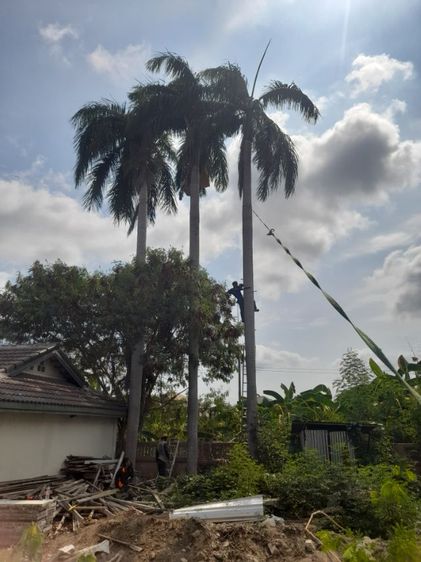 ช่างรับตัดต้นปาล์ม ขุดราก ขนทิ้ง  รูปที่ 2