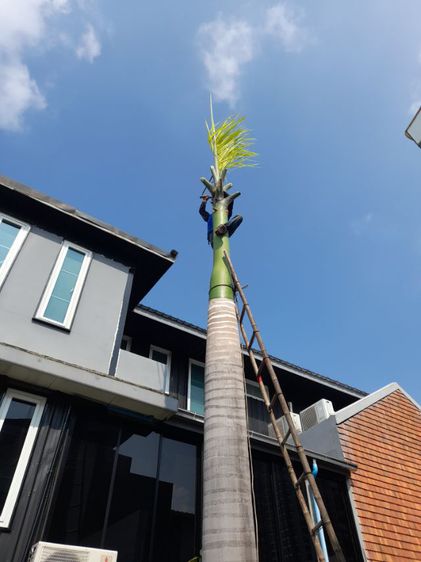 ช่างรับตัดต้นปาล์ม ขุดราก ขนทิ้ง  รูปที่ 12