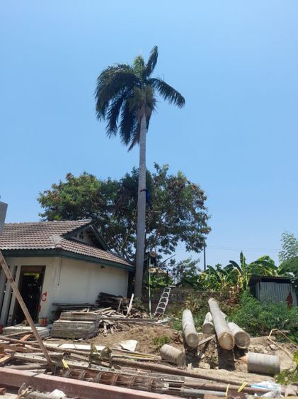 ช่างรับตัดต้นปาล์ม ขุดราก ขนทิ้ง  รูปที่ 3